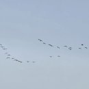 철새보러가는길 이미지