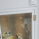 벡스코 동물병원 이미지