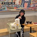 펫존&견생컷 | 서울 근교 남양주 반려견 동반 카페 스타벅스 북한강점 강아지와 함께 방문 후기