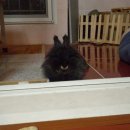 그루밍 루니 이미지