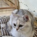 고양이 행복구역 이미지