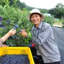 하늘아래첫농장 이미지