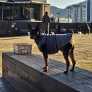 DOG깨비 강아지 미용실 이미지