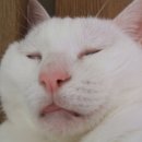 꿈꾸는개 이미지