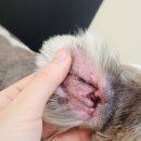 뭉투샵 | 노원 애견미용 / 노원구 애견미용 / 공릉동 애견미용/ 하계동 애견미용/시츄 미용/시츄 전체 클리핑