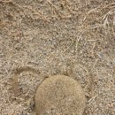 모래케이크