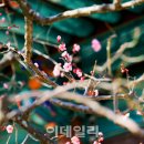 영각농원 2 Daum카페