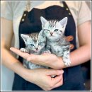 해피펫애견 이미지