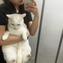 언노운피자내포 이미지