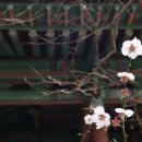 우리민요(경기&서도민요) 이미지