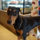 러브애견 이미지