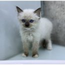 강아지와 고양이 이미지