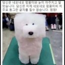 네모강아지 이미지