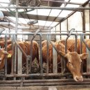 중앙한우농장 이미지