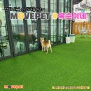 BOK애견용품 | 광주펫택시, 애견유치원 : 복순이네