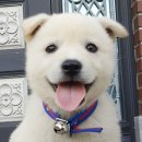 쫄랑쫄랑 이미지