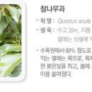 이쁜나무