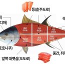 참치라이더 이미지