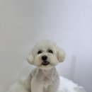 멍이댕이 펫미용 네이버블로그