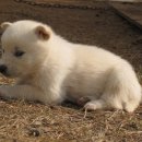 똥강아지 이미지