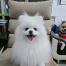 빠박이 애견미용 이미지