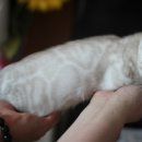 소유뱅갈캐터리 이미지