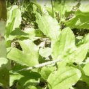 질경이농장 이미지