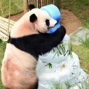 케잌판다