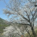 김해율하고등학교 | 경남 벚꽃 명소 가볼만한 곳 TOP5 | 군항제, 안민고개, 율하천, 대청천, 용지호수 실시간 개화상황