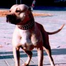 GR kennel 이미지