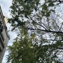 하하약국 | 종로5가약국에 가보았다! 노스엣센스 디판테놀 구매 후기