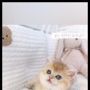 펫아미강아지고양이