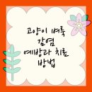 모루 동물의료센터 | 벼룩 없애고 안녕! 중랑구동물병원 노하우