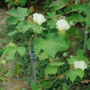목화악기 - 부산진구 중앙대로 888-9 | 목화악기