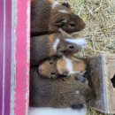 경남목장 | 남해 가볼만한곳 추천! 남해아이랑양떼목장 편백숲에서 즐기는 힐링 체험