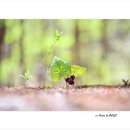 족도리 - 서구 청마로19번길 21 | 족도리