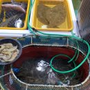 중도매인 7번 이미지