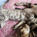 MJ캐터리 이미지