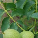 양지-3521 이미지