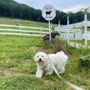 자룡목장2 이미지