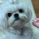 베리하우스 | 말티즈전문견사베리하우스대구말티즈분양후기예쁜말티즈예삐공주님의소식이왔어요~^^