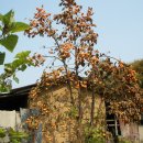 느티나무주유소 이미지