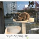 계룡애견 이미지