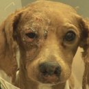 자백농장 이미지