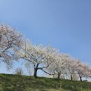 웰빙요가(야간) | 해미천 벚꽃축제 완벽 가이드: 5도2촌 라이프에서 찾은 힐링 여행지