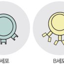 장수비책