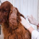 강아지 켄넬 이미지