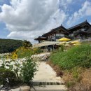 해바라기 애견 | 경주 한옥 카페 바실라 10월 가을 해바라기 애견동반