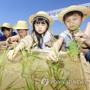 모내기 - 포천시 군내면 | 모내기