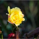 달빛미소 이미지